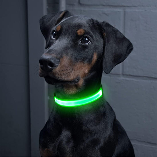 colliers lumineux pour chiens joli