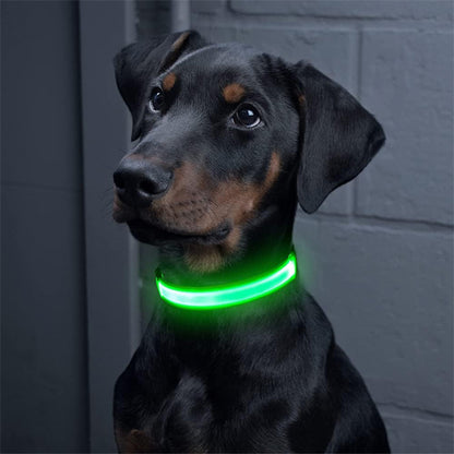 colliers lumineux pour chiens joli