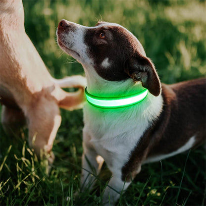 colliers lumineux pour chiens vert
