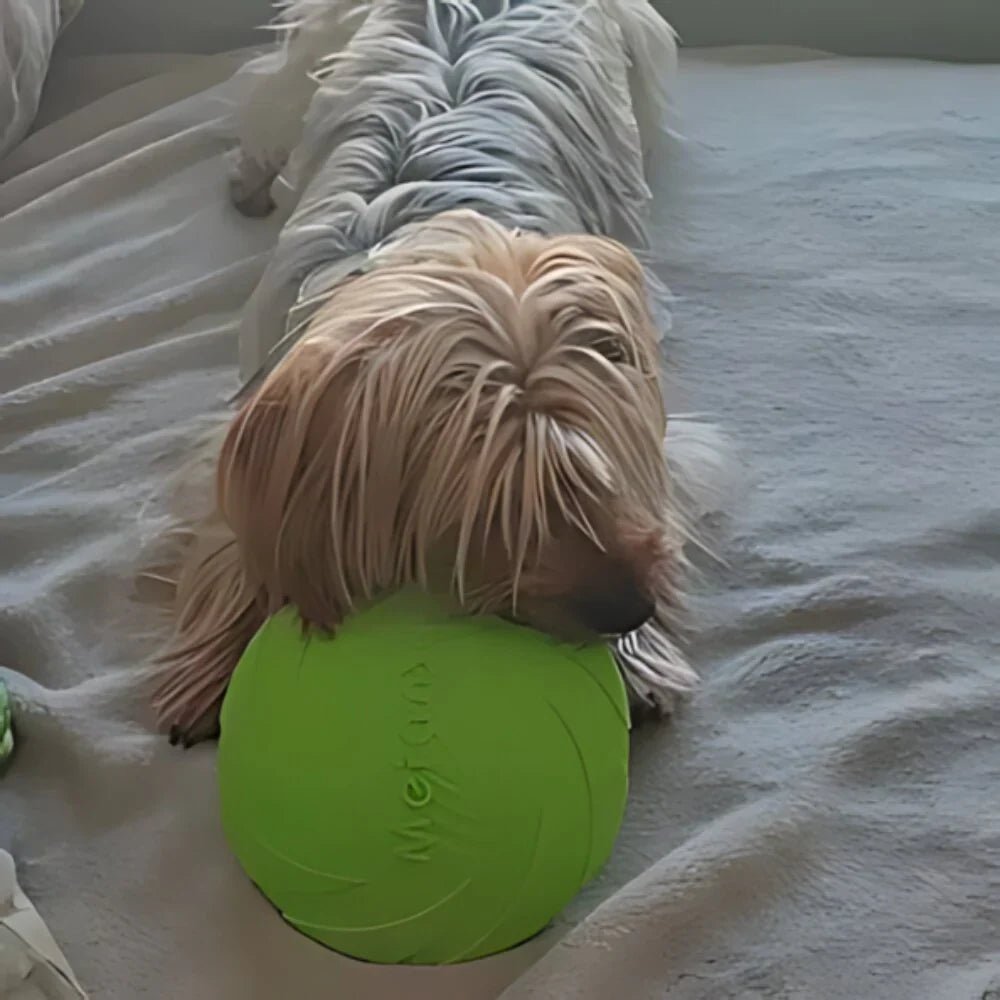 Frisbee - FlyDog™ - Vert - empire chien