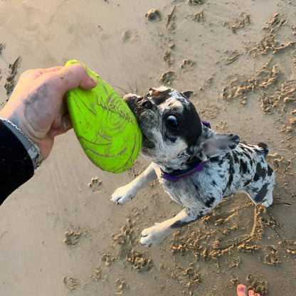 Frisbee - FlyDog™ - Vert - empire chien