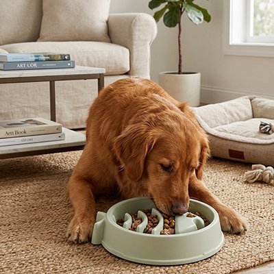 Gamelle anti glouton chien | SécuRepas - empire chien