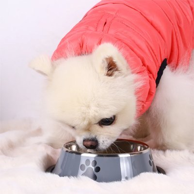Gamelle Chien | PetDining - empire chien