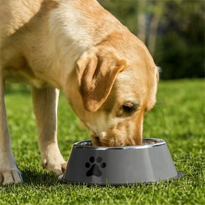 Gamelle Chien | PetDining - empire chien