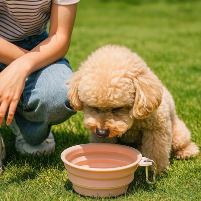 Gamelle pour Chien | PetEco - empire chien