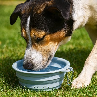 Gamelle pour Chien | PetEco - empire chien
