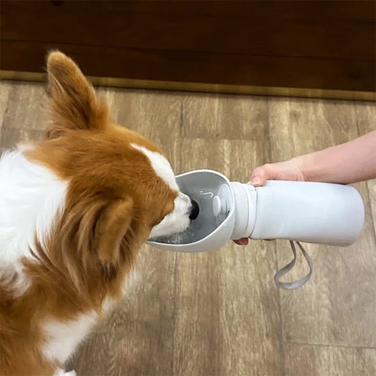 Gourde chien | Drinko - empire chien