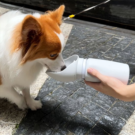 Gourde chien | Drinko - empire chien