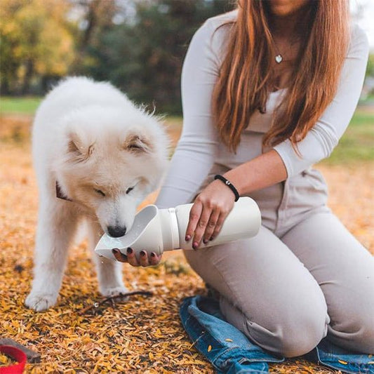 Gourde chien | Drinko - empire chien
