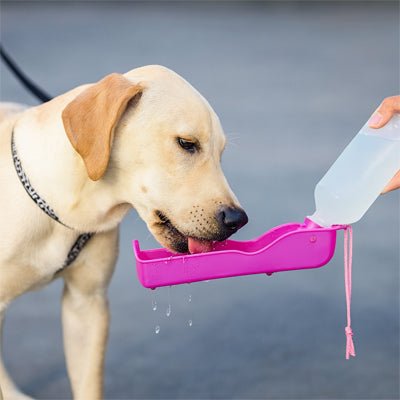 Gourde pour chien | Aquadog - empire chien