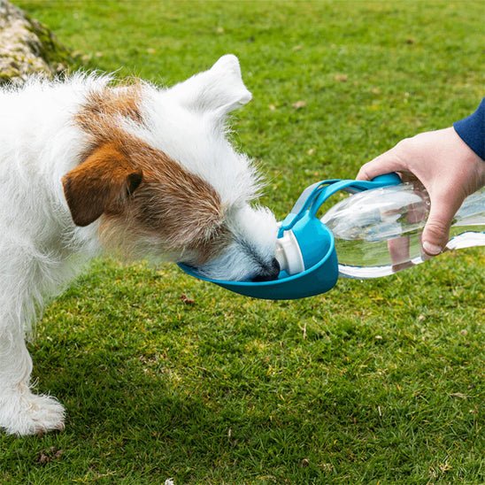 Gourde pour chien | Chiengourde - empire chien