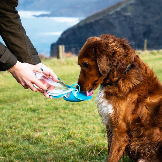 Gourde pour chien | Chiengourde - empire chien