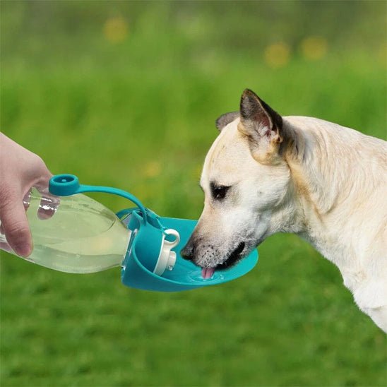Gourde pour chien | Chiengourde - empire chien