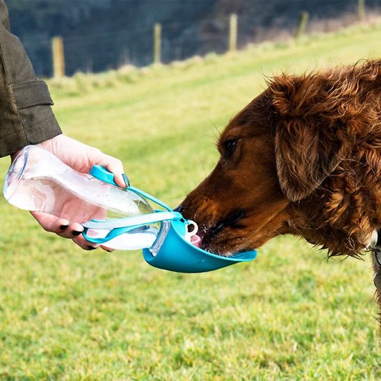 Gourde pour chien | Chiengourde - empire chien