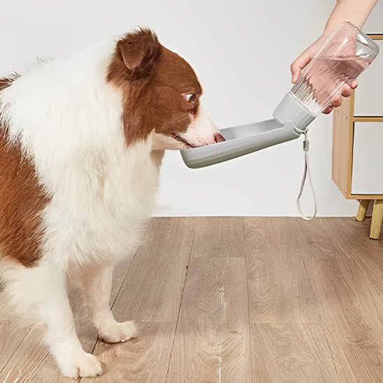Gourde pour chien | Gourdog - empire chien
