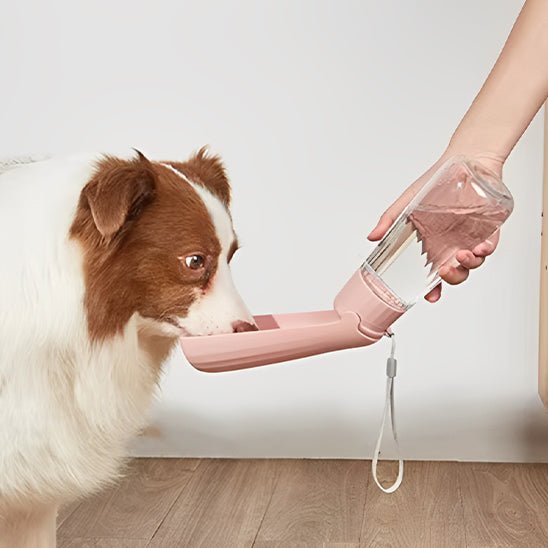 Gourde pour chien | Gourdog - empire chien