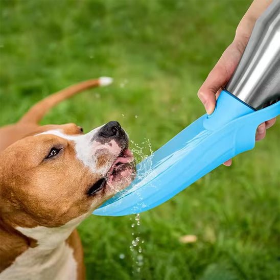 Gourde pour chien | Pitouch - empire chien