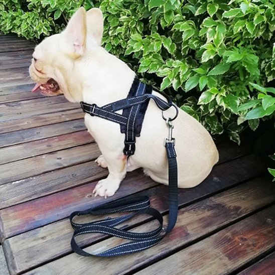 Harnais chien | Caniflash - empire chien