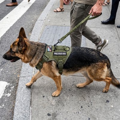 Harnais chien | Confort Anti - Traction - empire chien