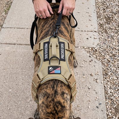 Harnais chien | Confort Anti - Traction - empire chien
