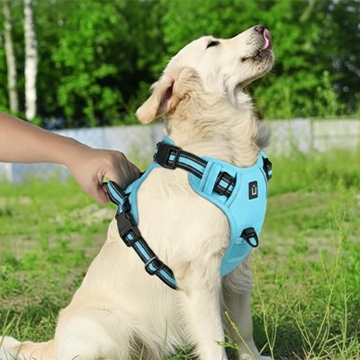 Harnais chien | Confort Secure - empire chien