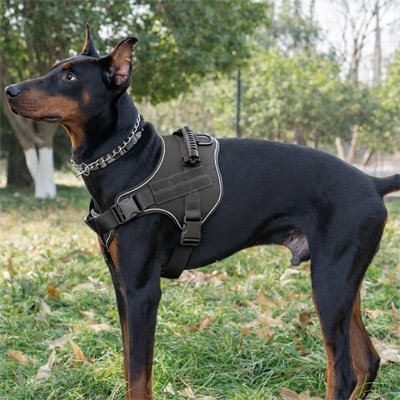harnais chien confortable sur mesure
