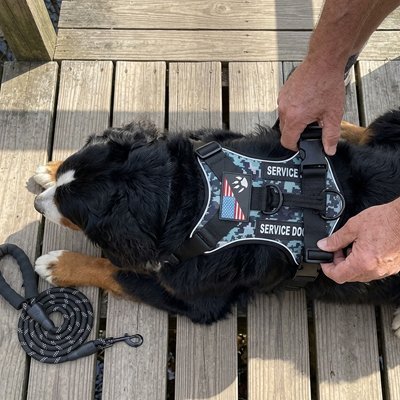 Harnais chien | ConforTrax - empire chien