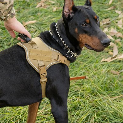 Harnais chien | FortHarnais - empire chien