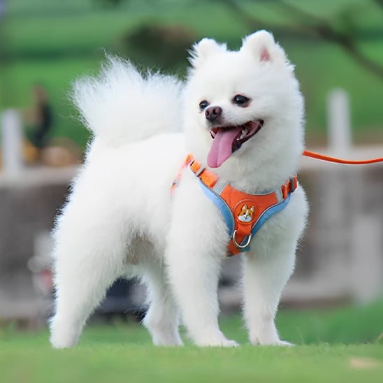 Harnais chien | HarniGo - empire chien