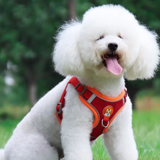 Harnais chien | HarniGo - empire chien