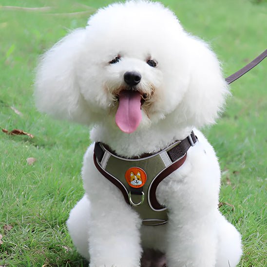 Harnais chien | HarniGo - empire chien