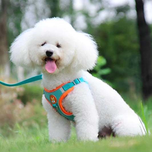 Harnais chien | HarniGo - empire chien