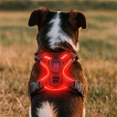 Harnais chien | LumiHarnais - empire chien