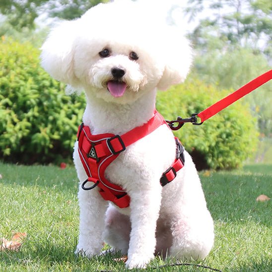 Harnais chien | PetiHarn - empire chien