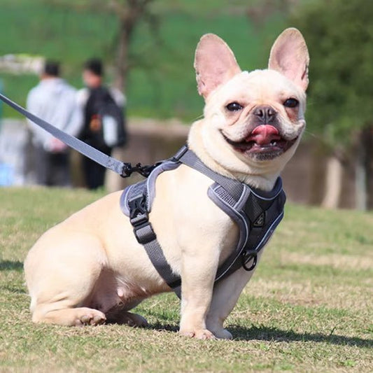 Harnais chien | PetiHarn - empire chien