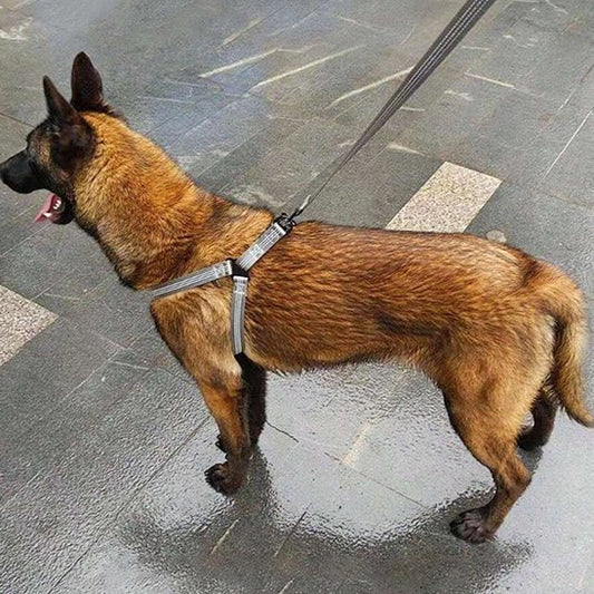 Harnais chien | Y - Confort - empire chien