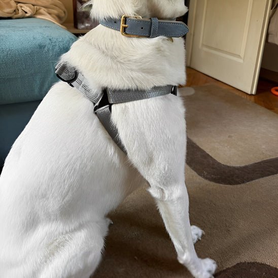 Harnais chien | Y - Confort - empire chien