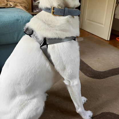 Harnais chien | Y - Confort - empire chien