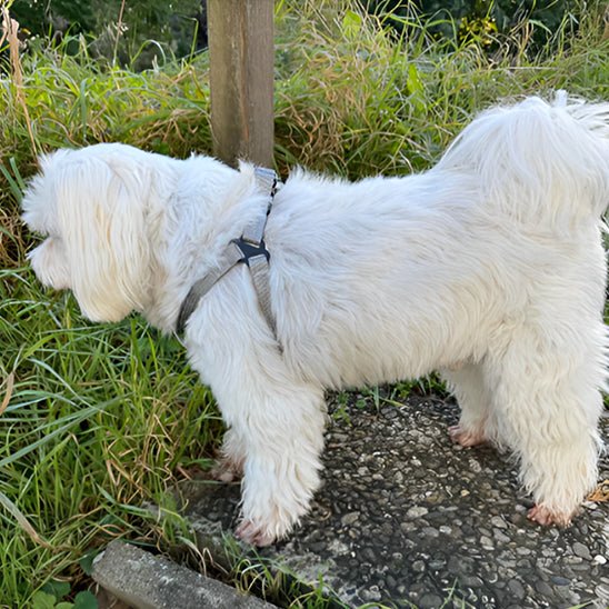 Harnais chien | Y - Confort - empire chien