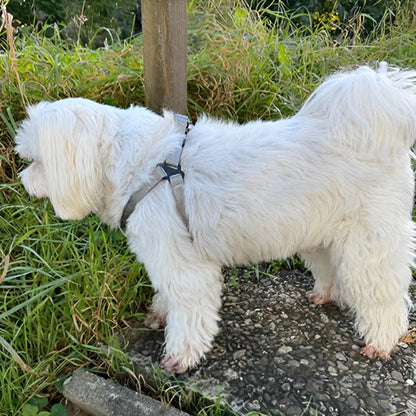 Harnais chien | Y - Confort - empire chien