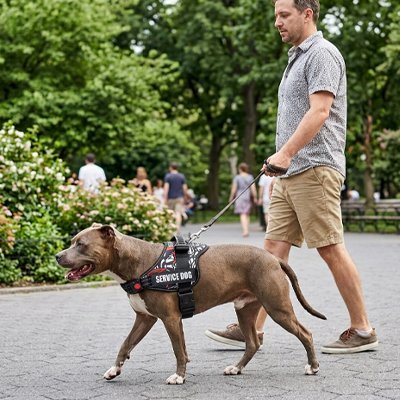 Harnais chien | Zentrax - empire chien