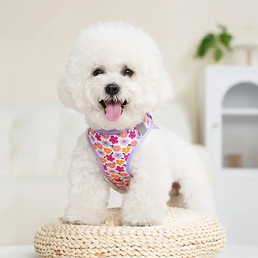 harnais petit chien adorable