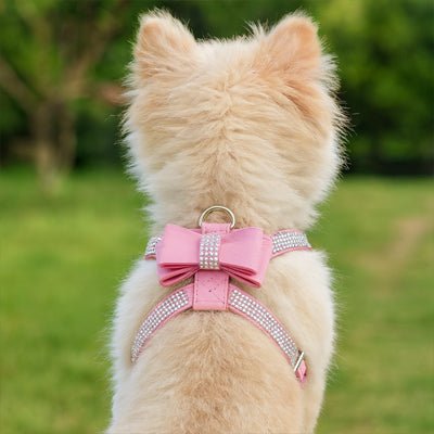Harnais petit chien | HarnÉclat - empire chien