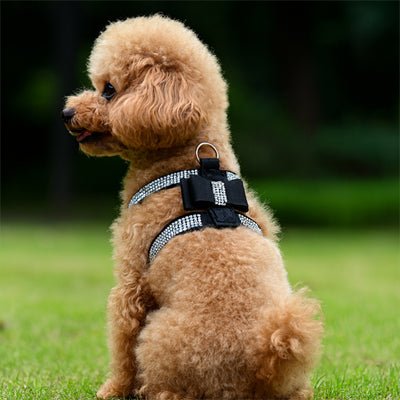 Harnais petit chien | HarnÉclat - empire chien