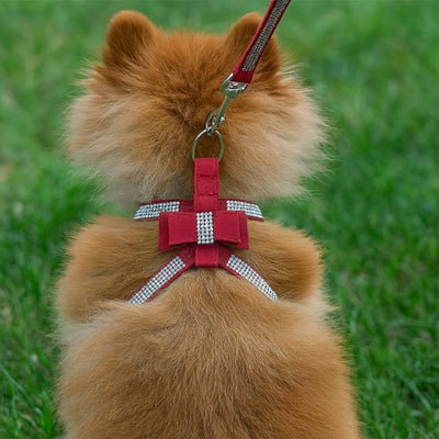 Harnais petit chien | HarnÉclat - empire chien