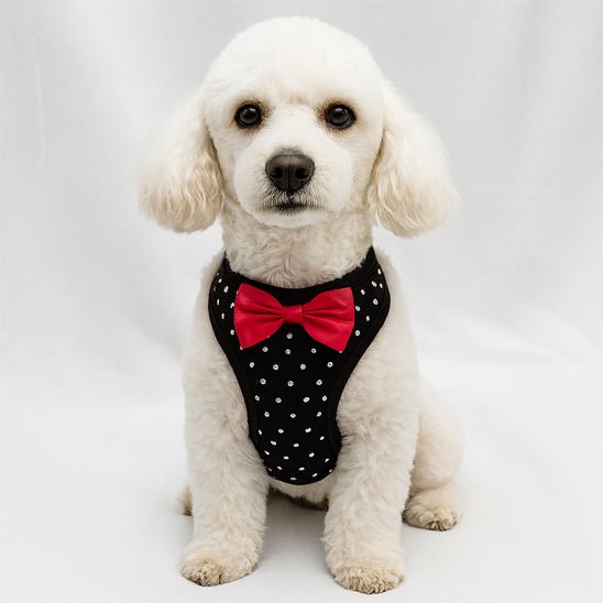 Harnais petit chien | Harnior - empire chien