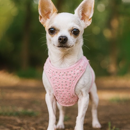 Harnais petit chien | Harnior - empire chien