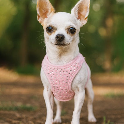Harnais petit chien | Harnior - empire chien