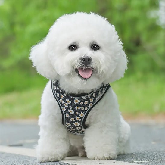 Harnais petit chien | Harnistyl - empire chien