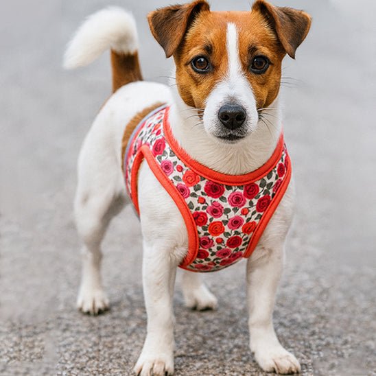 Harnais petit chien | Harnistyl - empire chien